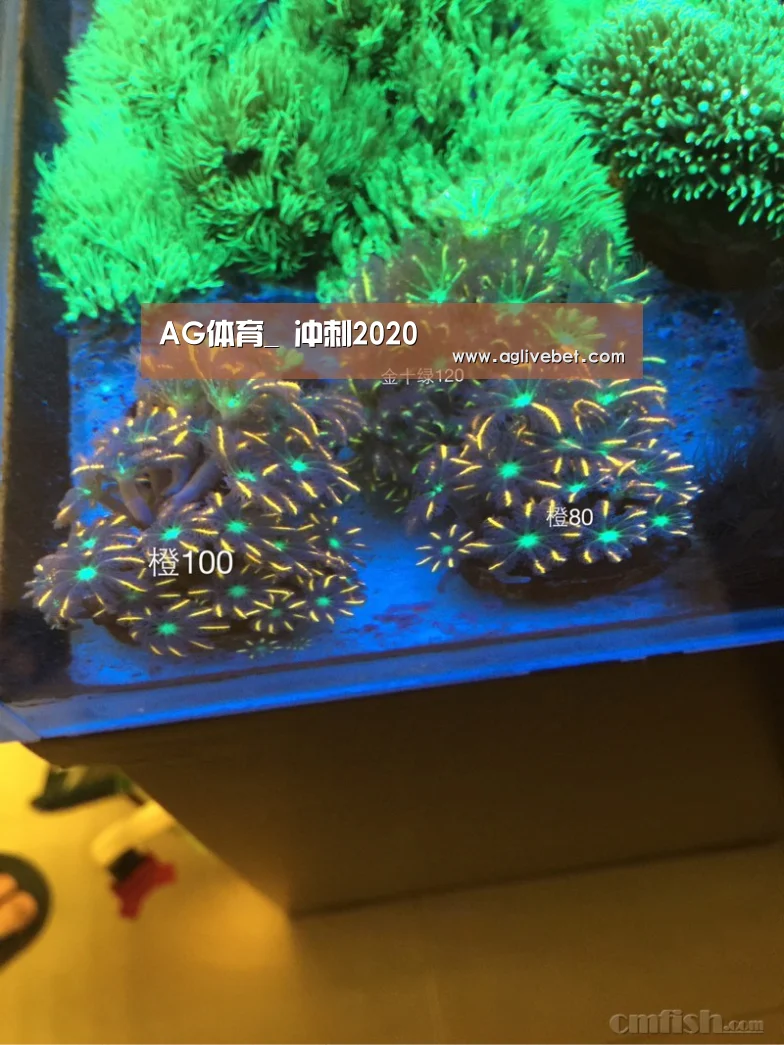 AG体育_
冲刺2020(图2) AG内容
